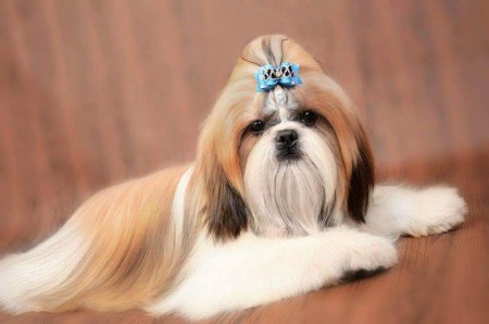 Airon do Vale do Rio Grande