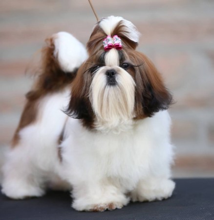 Imperial Majestick Abdels Shing 