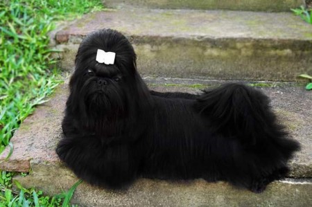 LITTLE WORLD DOGS Latifah 