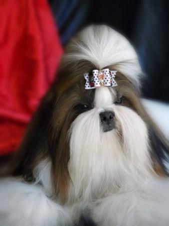 DIVA ABDELS SHING 