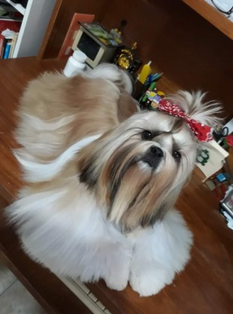 Olívia Abdels Shing 